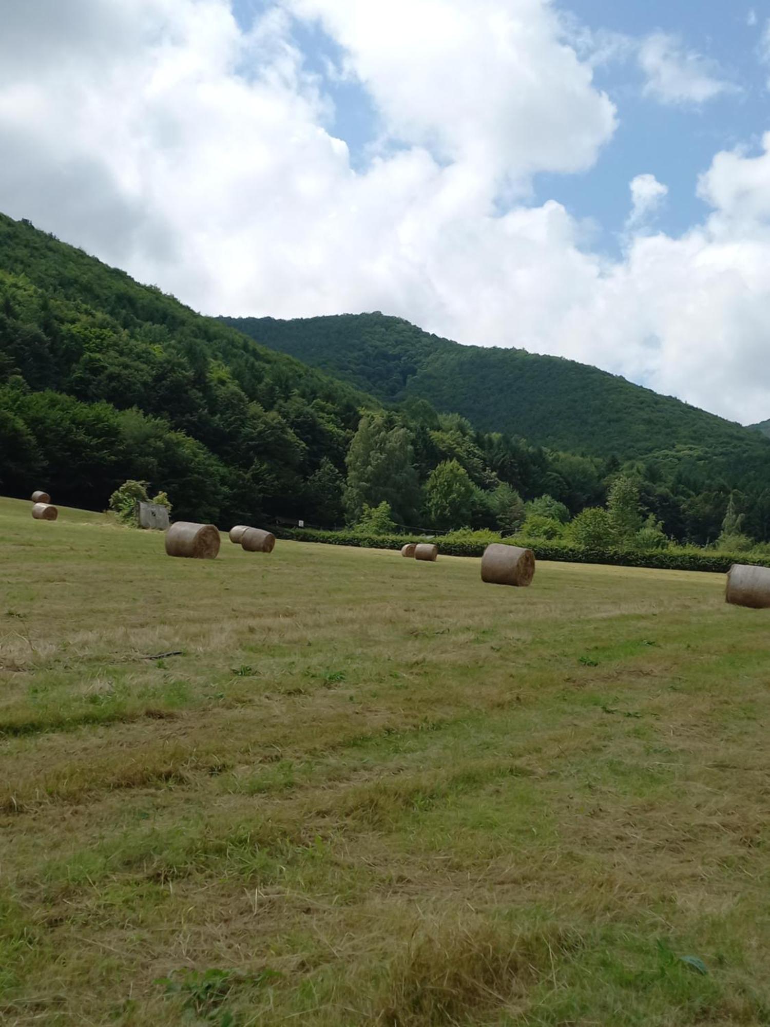 Pensiunea Natura Sadu Sibiu Exterior foto